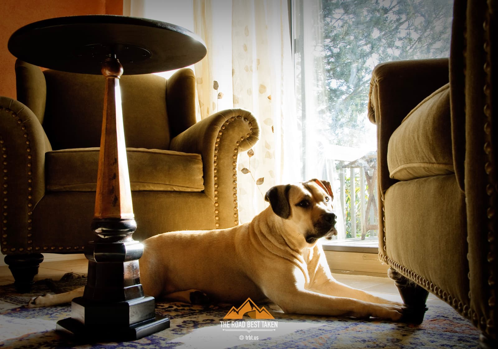 My First Dog, Butternut - My first dog, Butternut. I adopted him from a shelter when I was an adult. He was the best.