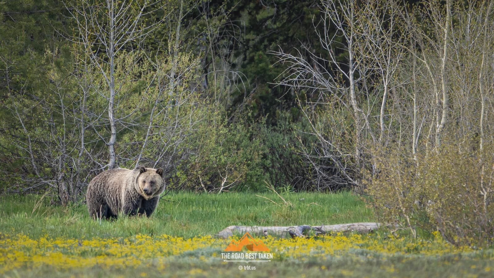 Yellowstone Grizzly Bear - 